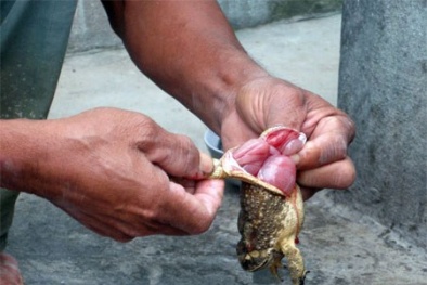 Ngộ độc chết người vì thịt cóc bán rong